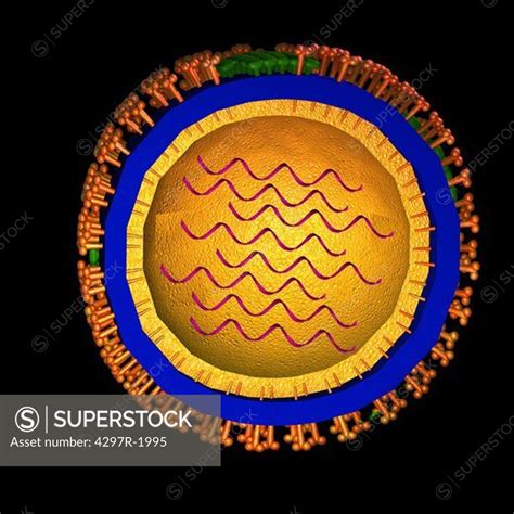 Image result for Virus Anatomy Explained