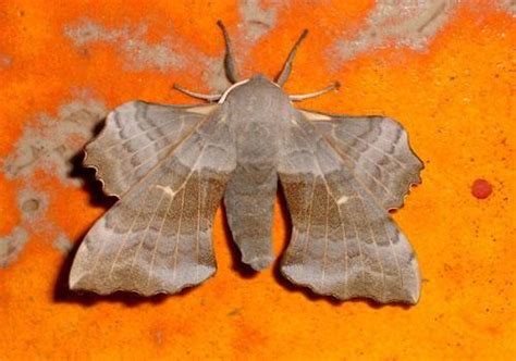 Lepidoptera: Family - Pieridae, Papiloinidae, Noctuidae, Sphingidae ...