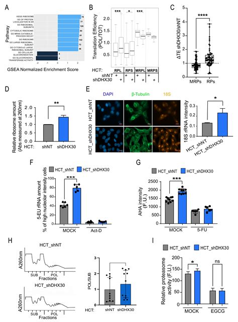 DHX30 Coordinates Cytoplasmic Translation and Mitochondrial Function ...