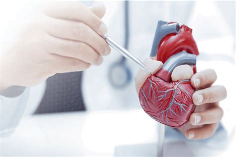 Heart Valve Disease: Causes, Symptoms, Treatment & Prevention