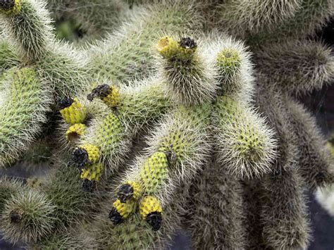 How to Grow and Care for Teddy Bear Cactus