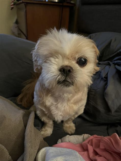 My good boy all healed up now from his eye removal surgery— you all helped a ton! : r/Shihtzu