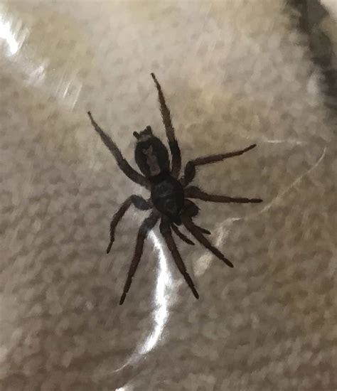 Herpyllus ecclesiasticus (Eastern Parson Spider) in Hyattsville ...