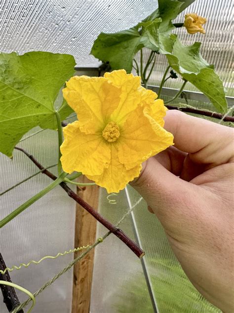 How To Grow Luffa From Seed - Heirloom Grown