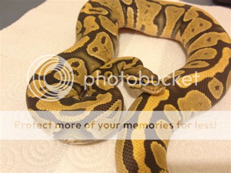 Image result for Royal Python Morph Sheet