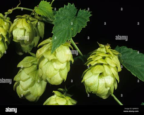 What Do Hops Flowers Look Like at Frances Storey blog