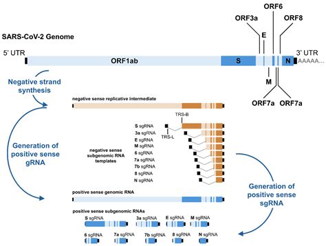 Coronavirus Replication: Genomes, Subgenomic RNAs, and Defective Viral ...