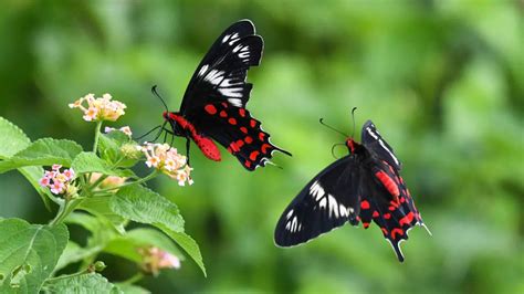 Will butterflies vanish from the US? New study shows a shocking decline ...