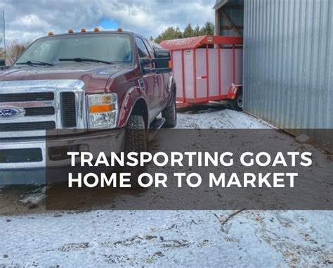 Image result for Loading Goats On Trailer