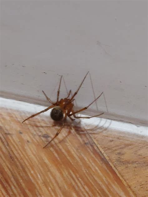 Is this a red house spider? : r/spiders