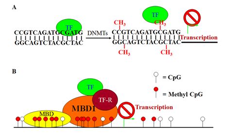 Epigenetics and Colorectal Cancer Pathogenesis