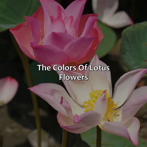 Color Of Lotus Flowers