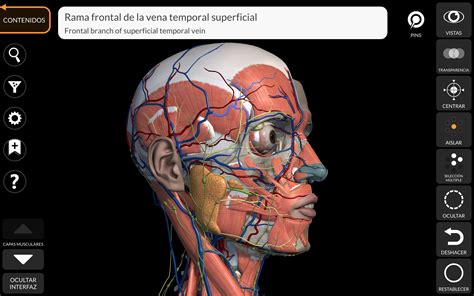 Imágenes De Anatomía Gratis 303.900+ Anatomia Del Cuerpo Humano