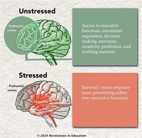 Stressed vs. Unstressed brain: | Tuba Akyuz