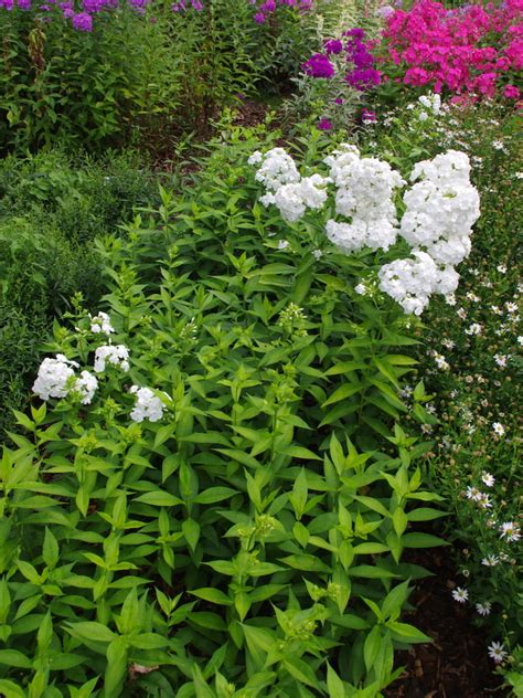 Phlox Paniculata David Phlox Paniculata 'David' – Garden Phlox