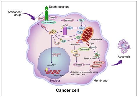Impact of Complex Apoptotic Signaling Pathways on Cancer Cell Sensitivity to Therapy - illustration of mechanism of death