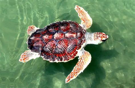 Loggerhead Turtle 的图像结果