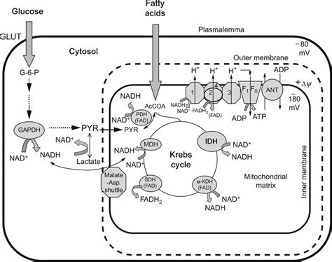 Human Energy 的图像结果
