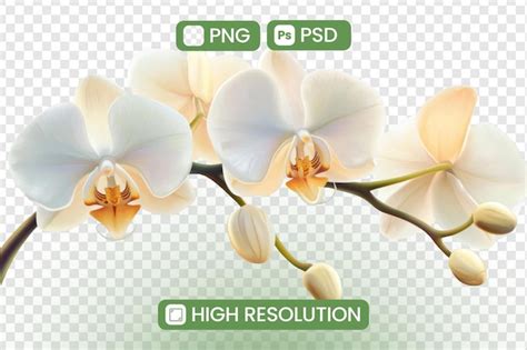 Stunning white orchids bloom gracefully highresolution png and psd ...