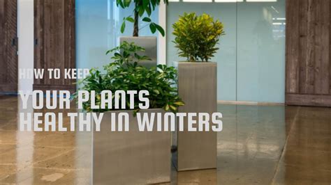 How to Keep Your Plants Healthy in Winter? – JP Planters