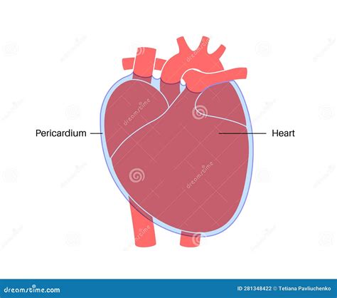 Pericardium Vs Epicardium , Pericardium vs. Epicardium — What’s the ...