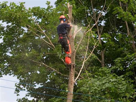 Local Tree Removal Companies 的图像结果