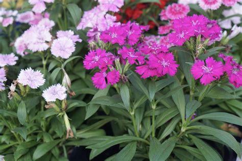 Dianthus Barbatus Plant