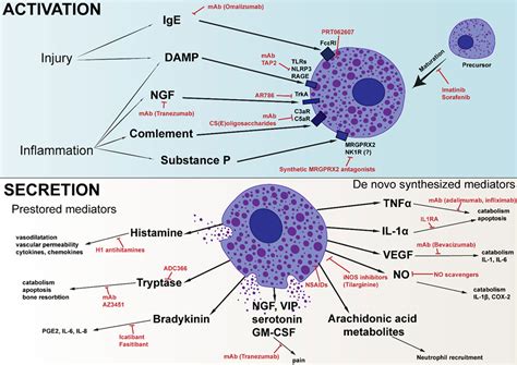 Mast Cell Degranulation And Synthesis