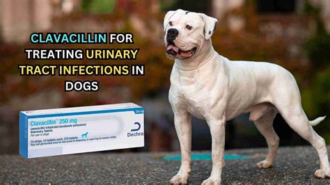 Clavacillin For Urinary Tract Infections (UTIs) In Dogs