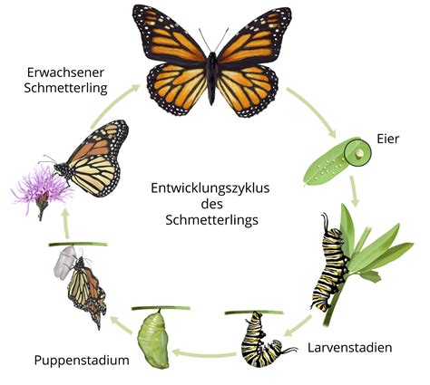 Insekten - Wissen für die Jägerprüfung