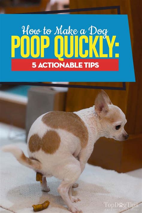 Image result for How Do Dogs Poop