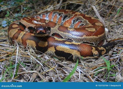 Image result for Red-tailed Python