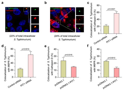 Phosphate (Pi) Transporter PIT1 Induces Pi Starvation in Salmonella ...