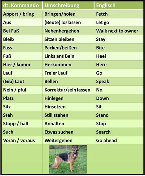 Dog commands auf Deutsch | Learn german, Training your puppy, Dog commands