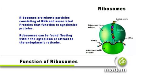 Image result for Ribosomes Function Simple