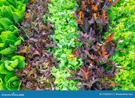 Green and Purple Mix Lettuce Plant Stock Image - Image of growth, crop ...