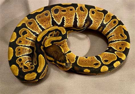 Image result for Lace Ball Python