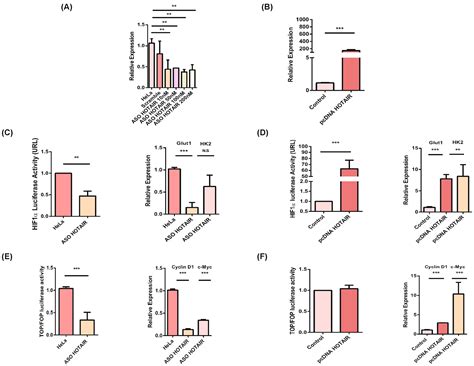 HOTAIR Promotes the Hyperactivation of PI3K/Akt and Wnt/β-Catenin ...