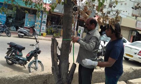 Bengaluru Ad Agency Poisoned Trees So That People Could See An Illegal ...