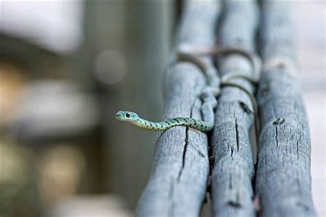 【青蛇摄影图片】人像摄影_太平洋电脑网摄影部落