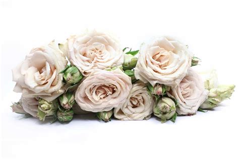 The Smell Of Roses blog about roses and their smell