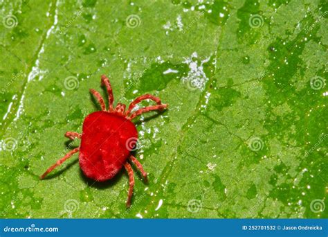 Red Velvet Mite on a Green Leaf Stock Photo - Image of green ...