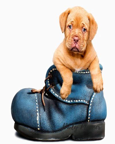 Daily Planner: Puppy Fun 100 Days Daily Planner Journal Notebook ...