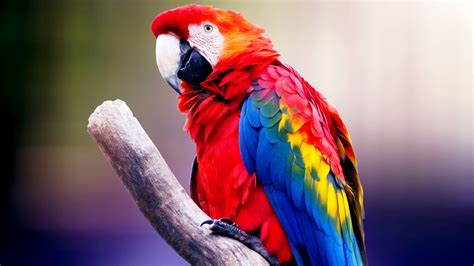 Hd Birds Wallpapers