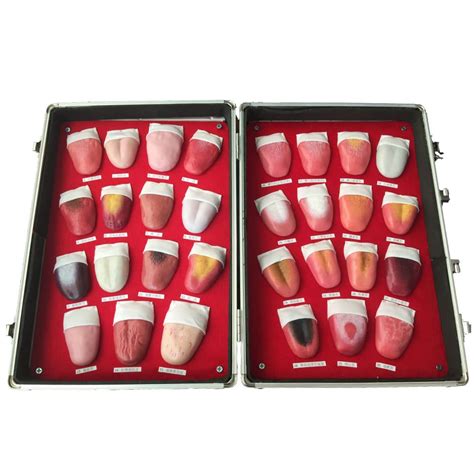 Buy Human Tongue Coating Model, Naturally Large 30 Types Exhibit Tongue ...