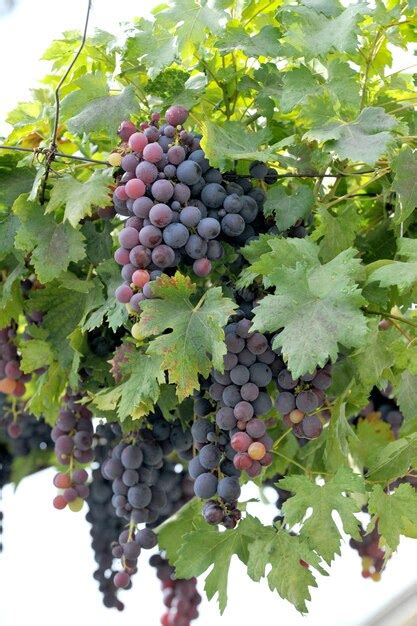 Grapes 的图像结果