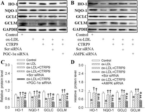 C1q/TNF-Related Protein-9 Ameliorates Ox-LDL-Induced Endothelial ...