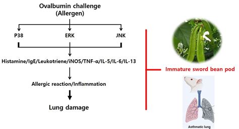Canavalia gladiata Pod Extract Mitigates Ovalbumin-Induced Asthma Onset ...
