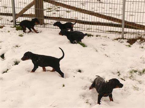 Rassehunde Dobermann Kleinanzeigen | Rassehunde Dobermann Annoncen ...