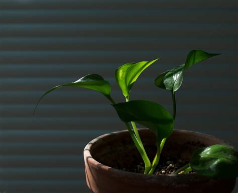Devil's Ivy Plant (Golden Pothos) Growing and Care Guide - Garden and Happy